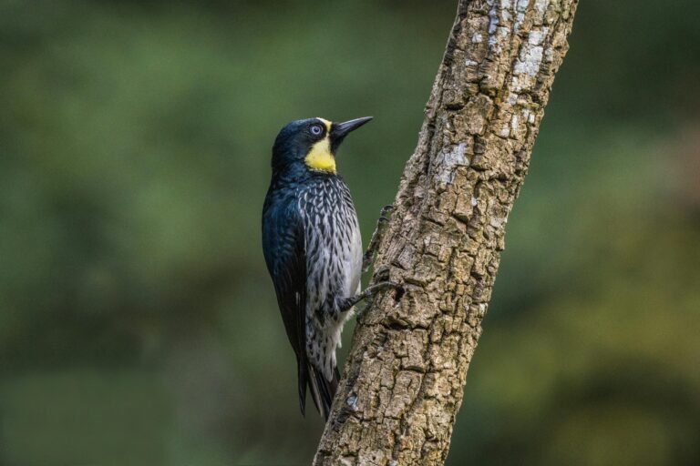 Birds vs Robots: Unveiling the Synergy Between Nature’s Ingenuity and Technological Progress