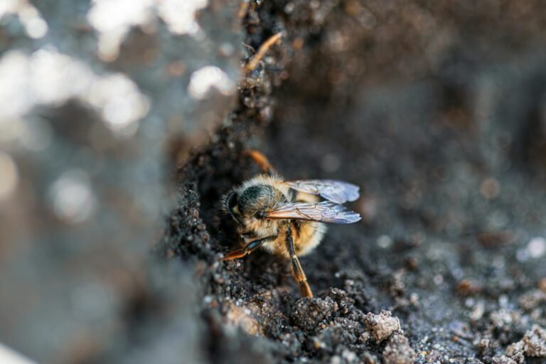 How to Safely Get Rid of Ground Bees: A Step-by-Step Guide