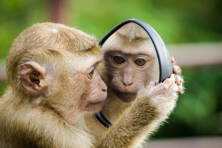 Embark on a Virtual Journey with Albino-Monkey.net Travel Archives