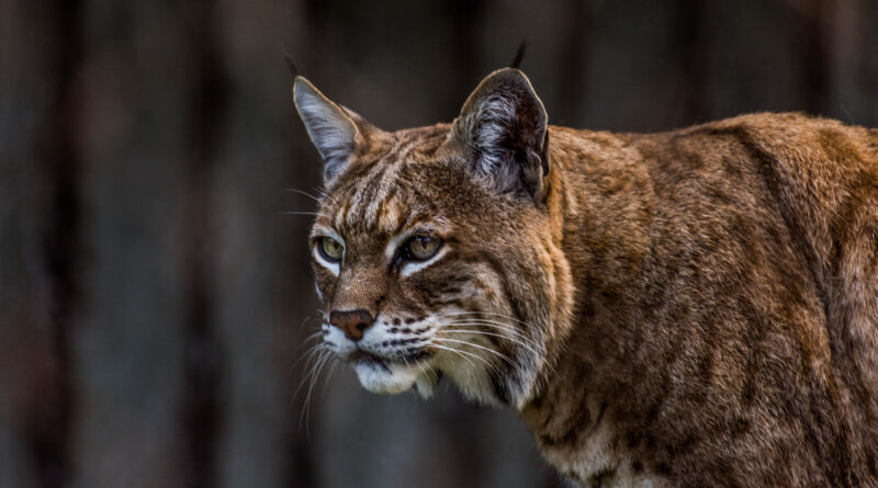 Bobcat Wanders Into Colorado Home and Sets Up Shop Like He Owns the Joint