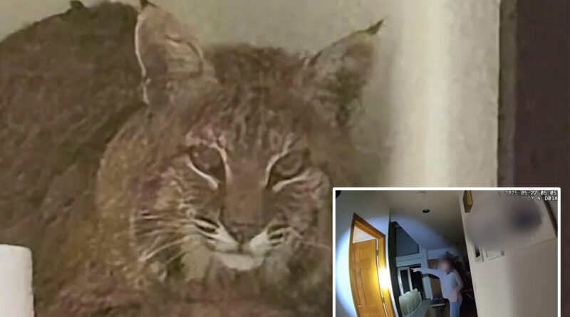 Cops try to lure out bobcat that wandered into Colorado home with laser pointer in hilarious fail caught on camera: ‘Here, kitty kitty’