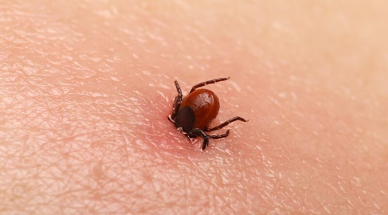 Potentially deadly bacteria found in invasive tick for first time in US