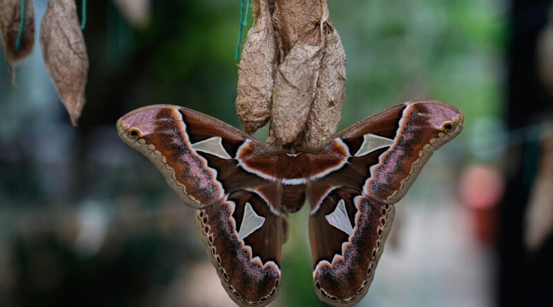 Rescued giant moths emerge from cocoons in Mexico’s sprawling capital