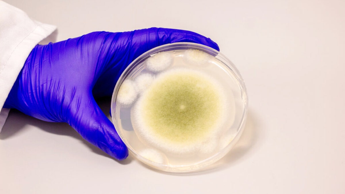 Ancient ‘pharaoh’s curse’ fungus shows promise in killing cancer cells