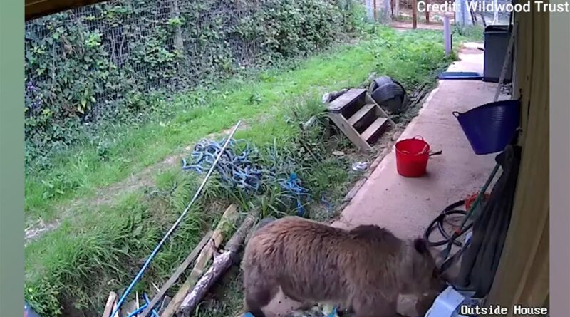 Bears escape wildlife park enclosure and feast on week’s worth of honey