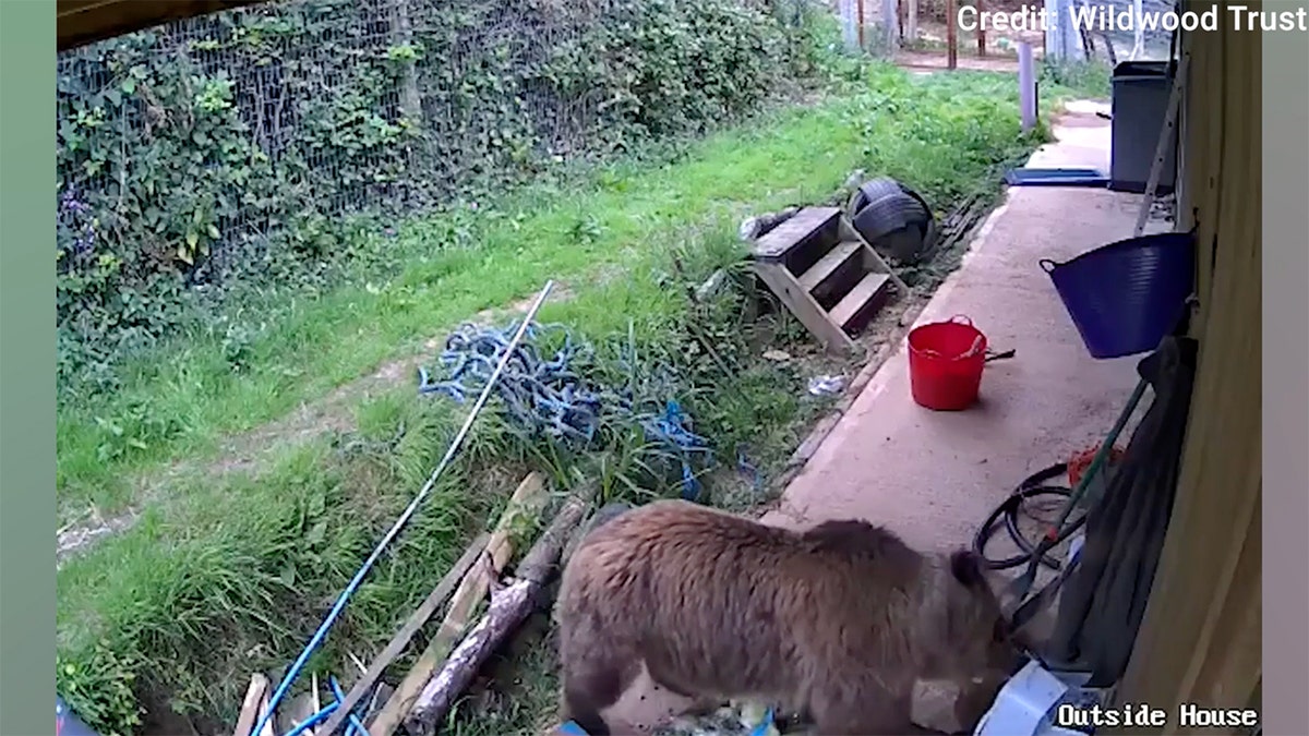 Bears escape wildlife park enclosure and feast on week’s worth of honey