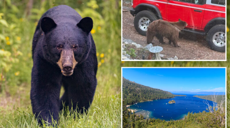 Black bear euthanized after breaking into trailer, swiping at camper near Lake Tahoe