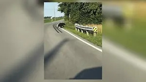 Black bear spotted for 2nd time in Greene County, police say