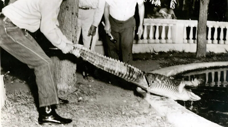 El Paso pioneer recalls early days, says he brought alligators to San Jacinto Plaza