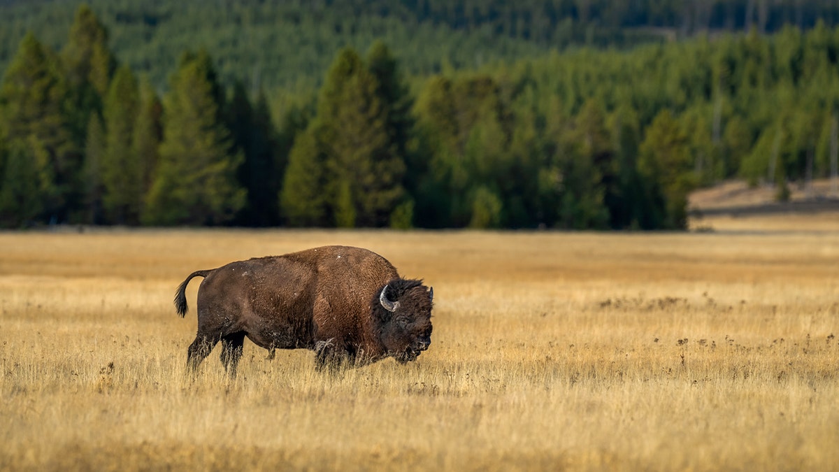 Horrified tourists watch as bison boils to death in Yellowstone hot spring