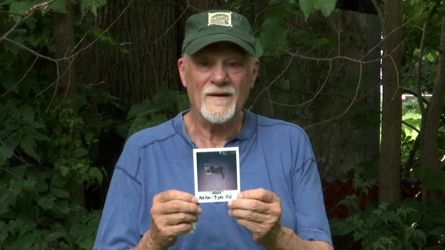 Lansing man begs for help to save his cat, stuck in tree for four days