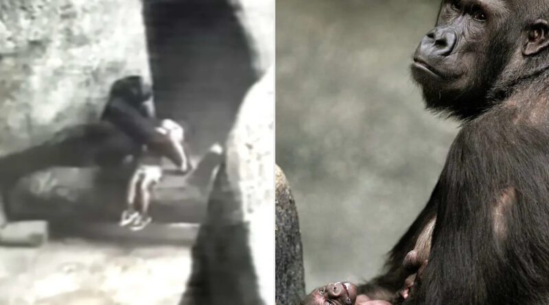 Little Boy, 3, Unconscious After Falling 24 Feet into Zoo Enclosure. Seconds Later, Female Gorilla Picked Him Up