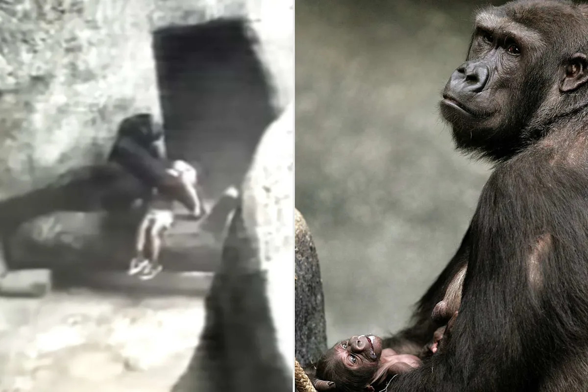 Little Boy, 3, Unconscious After Falling 24 Feet into Zoo Enclosure. Seconds Later, Female Gorilla Picked Him Up