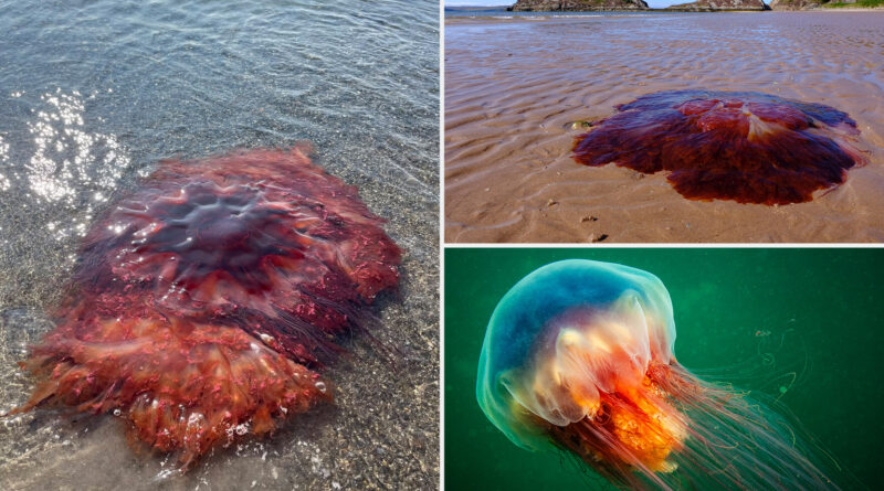 Massive jellyfish spotted on New England beach, swimmers urged to steer clear: ‘Don’t touch it!’