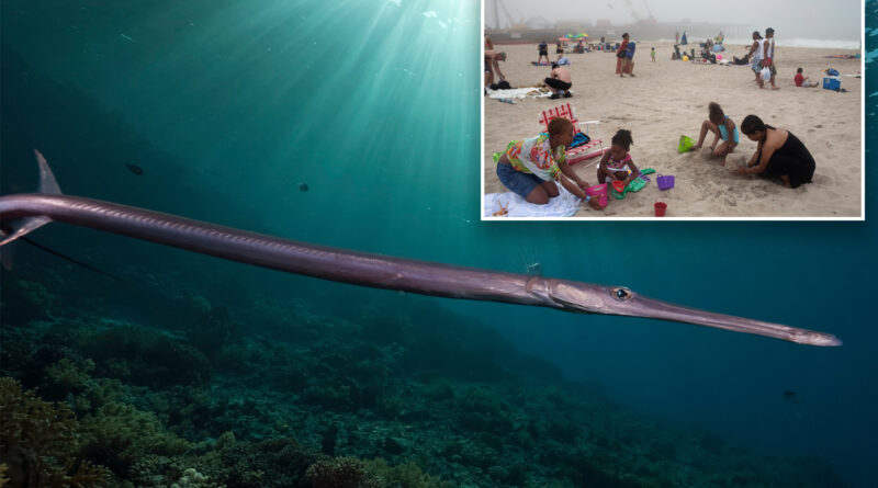 New ‘Jaws’ terror: Jersey Shore beachgoer stabbed in leg by needlefish