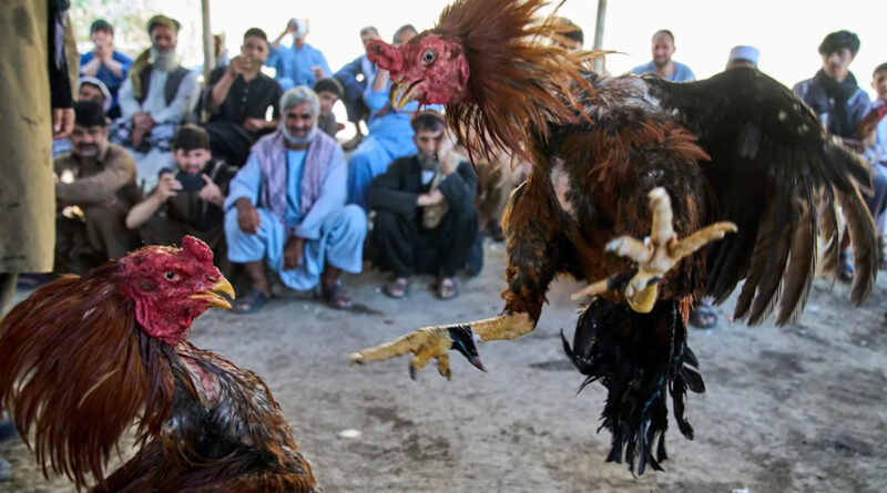 Photos of cockfighting in Afghan capital show a bloody pastime thriving in the shadows
