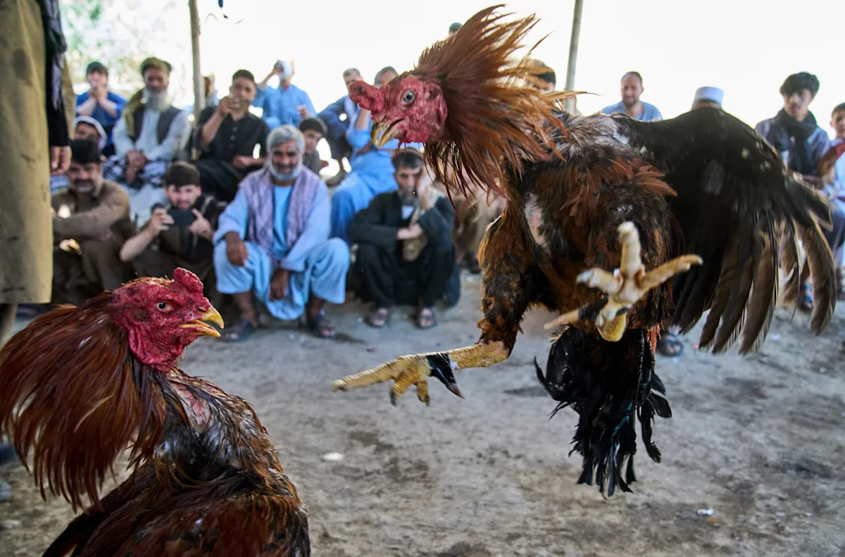 Photos of cockfighting in Afghan capital show a bloody pastime thriving in the shadows