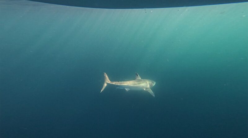 ‘Shark Week’ host warns beachgoers where and when predators are most likely to attack