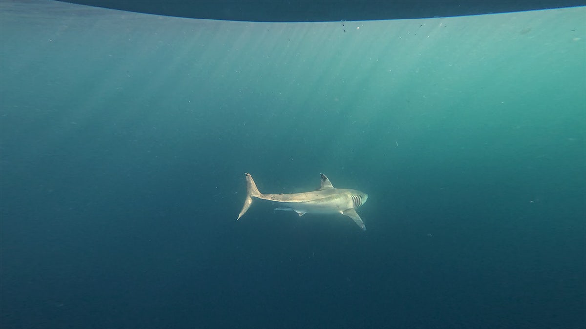 ‘Shark Week’ host warns beachgoers where and when predators are most likely to attack