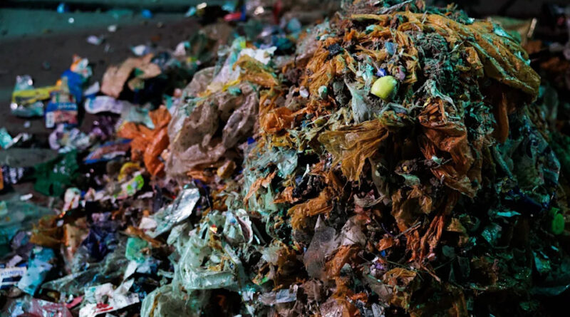 Should we be letting flies eat our food waste?