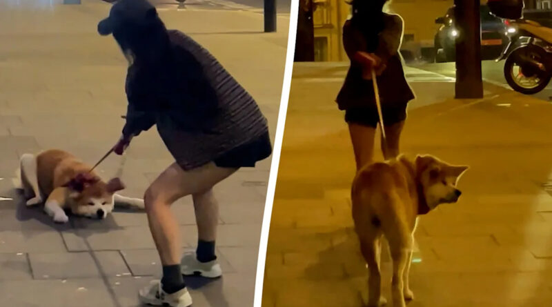 Stubborn pooch lies down and refuses to move