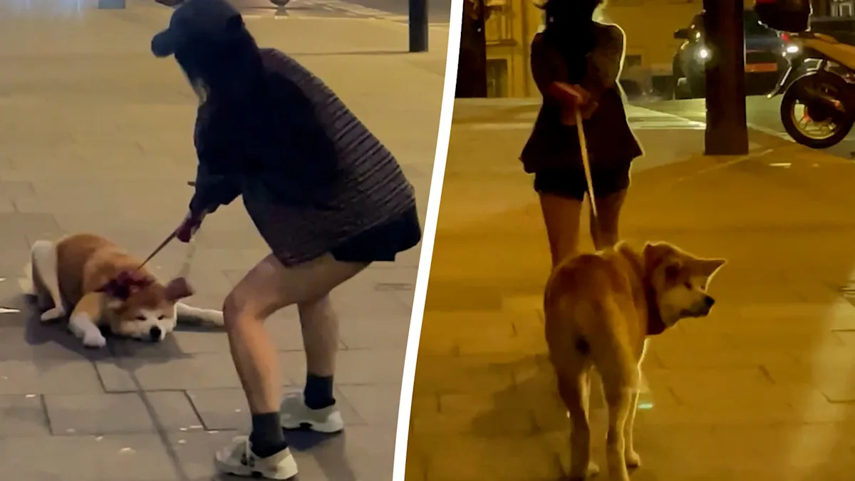 Stubborn pooch lies down and refuses to move