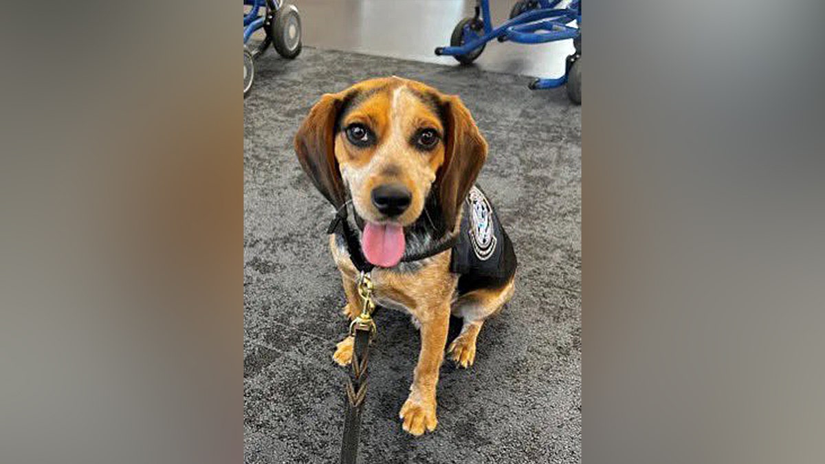Traveler nabbed by CBP beagle at airport for carrying illicit food deported after kicking dog ‘off the ground’
