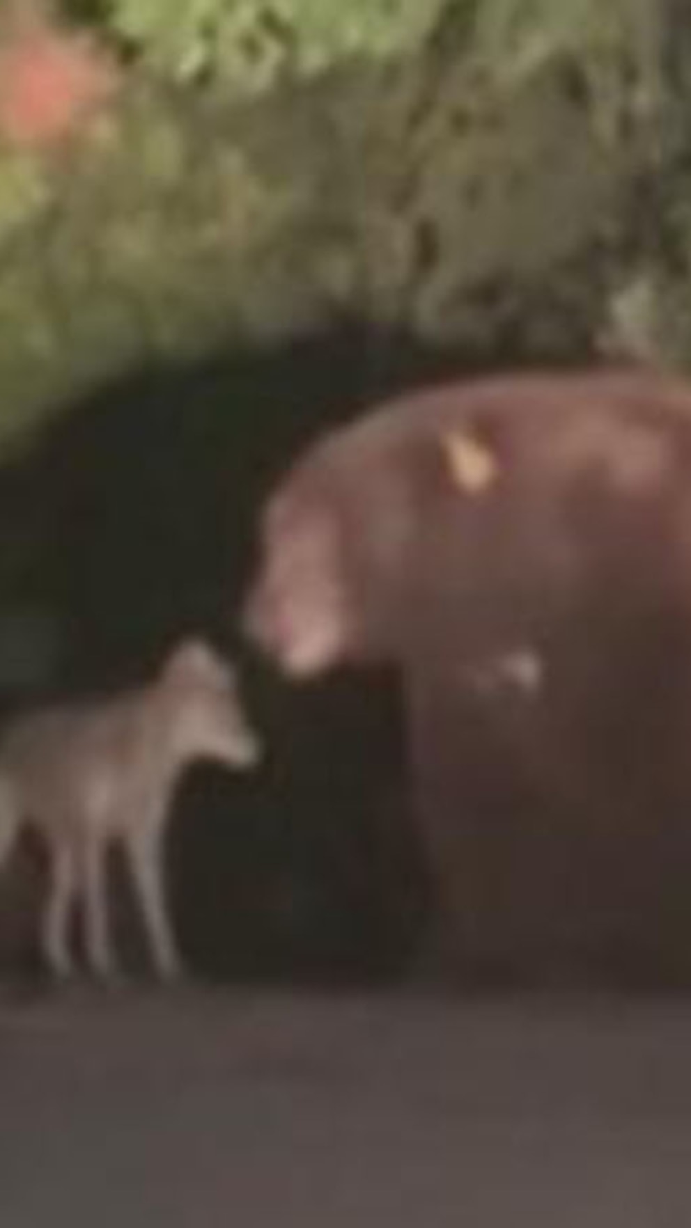 Video Bear and coyote keep each other company in fire-ravaged Altadena, California