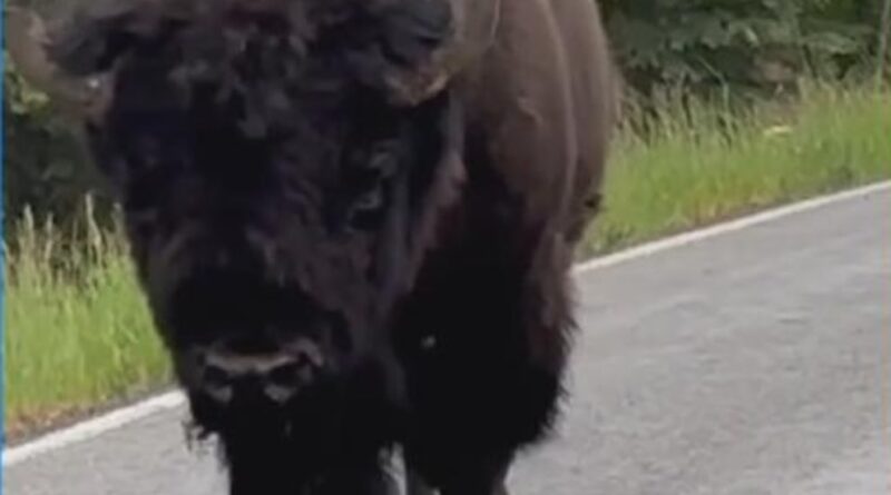 Video Lone bison causes traffic jam at Yellowstone National Park