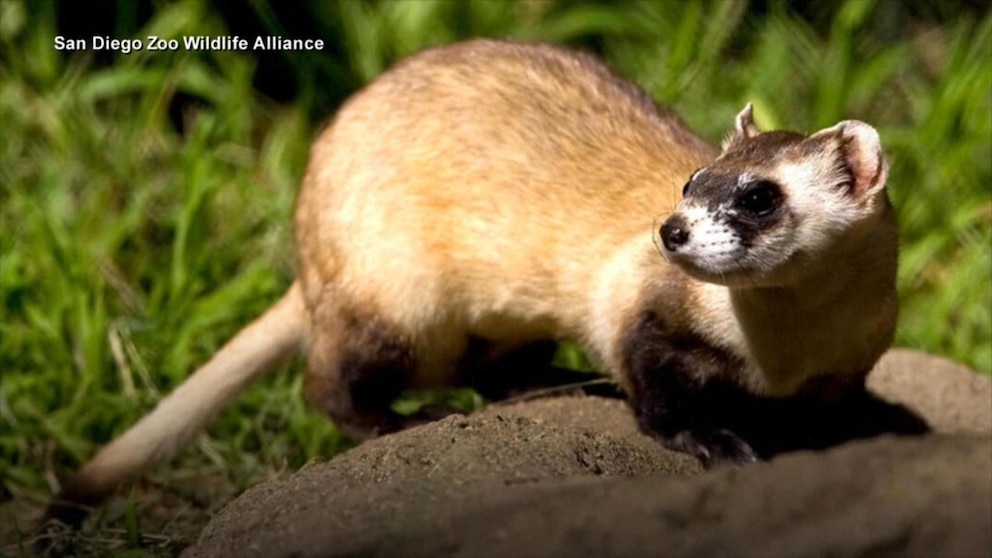 Video Zoo in ‘race against time’ to clone endangered species