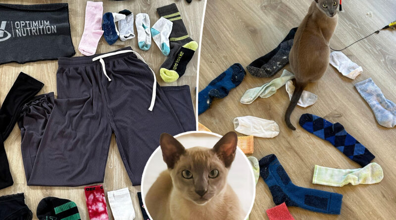 A cat named Leonardo da Pinchy doesn’t want your affection — he wants to steal your underwear