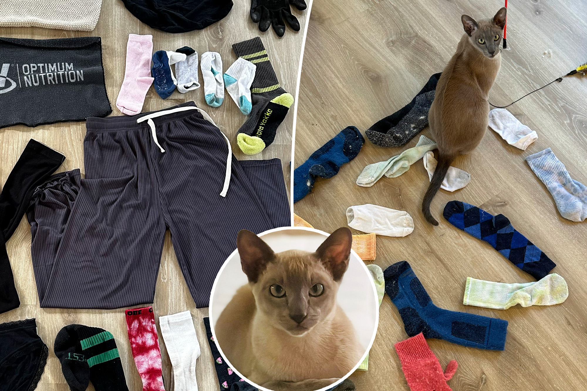 A cat named Leonardo da Pinchy doesn’t want your affection — he wants to steal your underwear