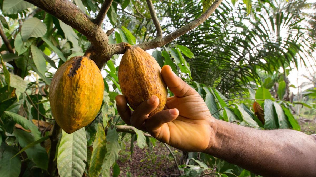 Cameroon cocoa boom raises deforestation fears