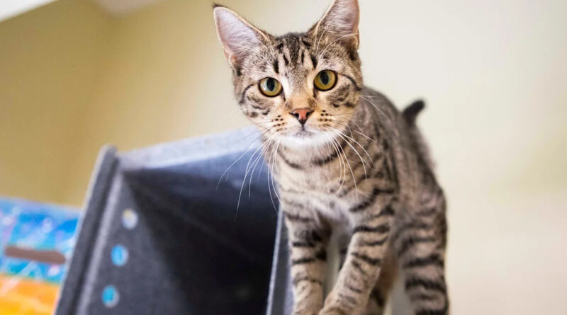 Collier County shelter can take in cats again July 31, but rescue strain remains high