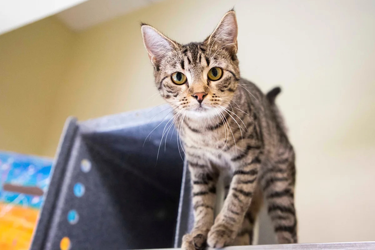 Collier County shelter can take in cats again July 31, but rescue strain remains high