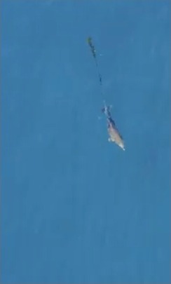 Dolphin calf reunited with mother after being freed from fishing net