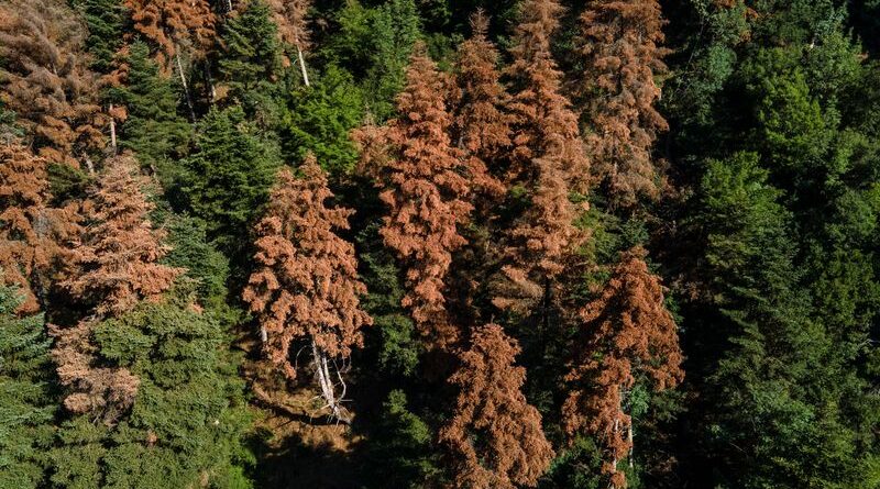 EU climate goals at risk as ailing forests absorb less CO2, scientists say