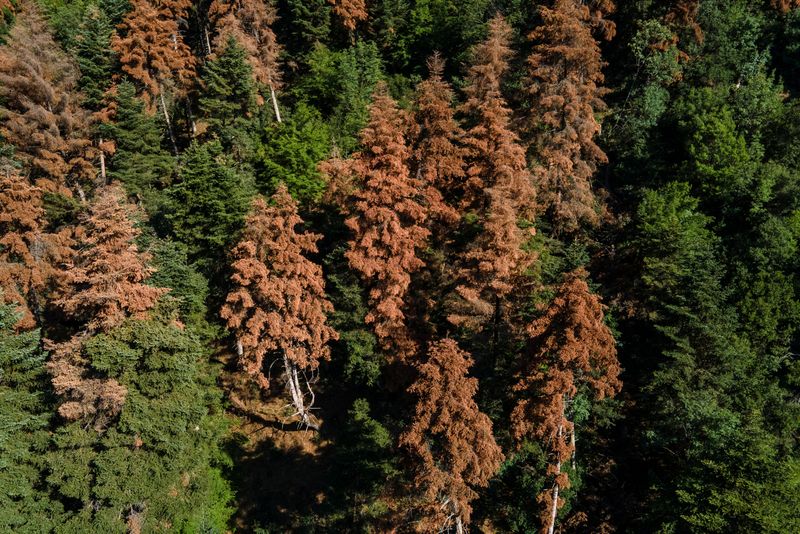 EU climate goals at risk as ailing forests absorb less CO2, scientists say