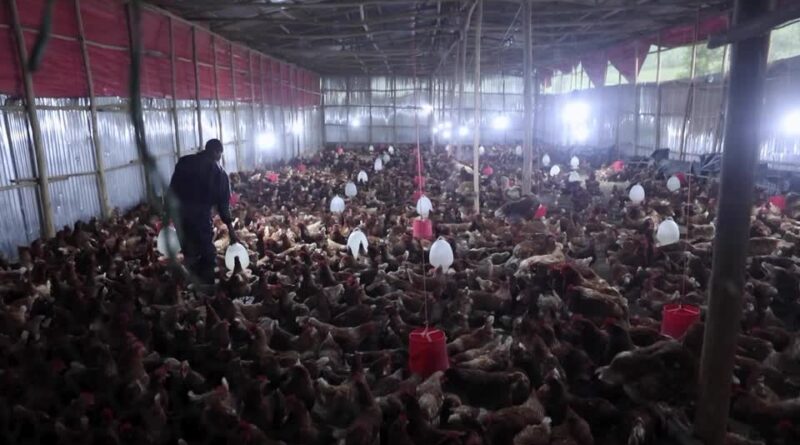 Ethiopians tackle food prices with small-scale poultry farms
