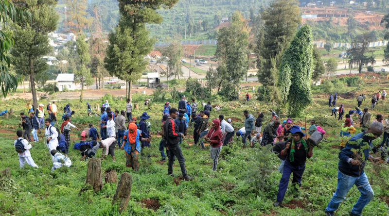 Ethiopia’s national tree campaign underway with aim to plant 700 million seedlings in one day