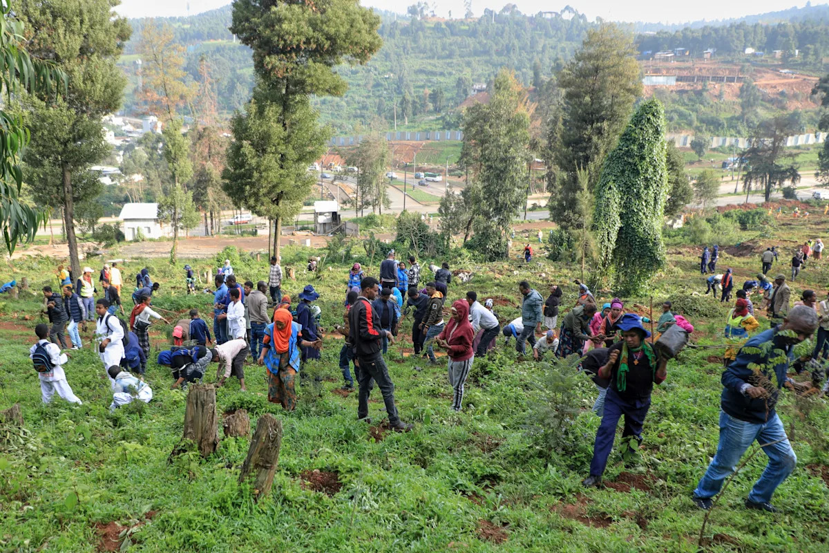 Ethiopia’s national tree campaign underway with aim to plant 700 million seedlings in one day