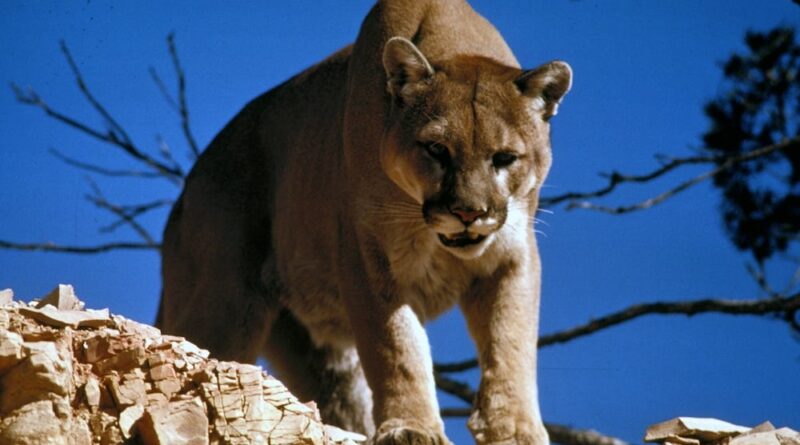 Greece police investigate unconfirmed mountain lion sighting