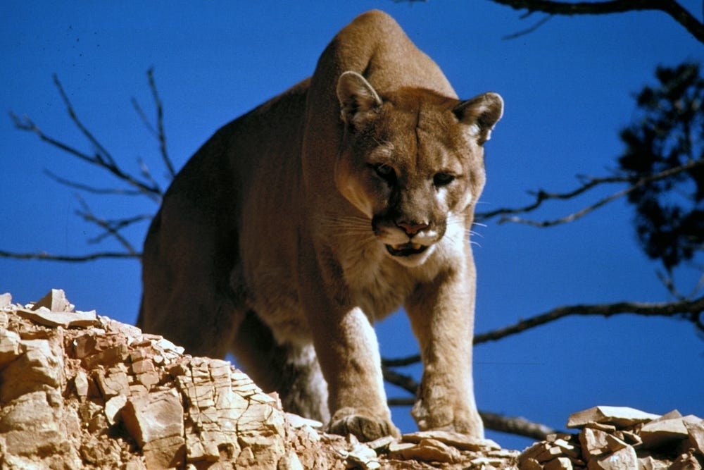 Greece police investigate unconfirmed mountain lion sighting