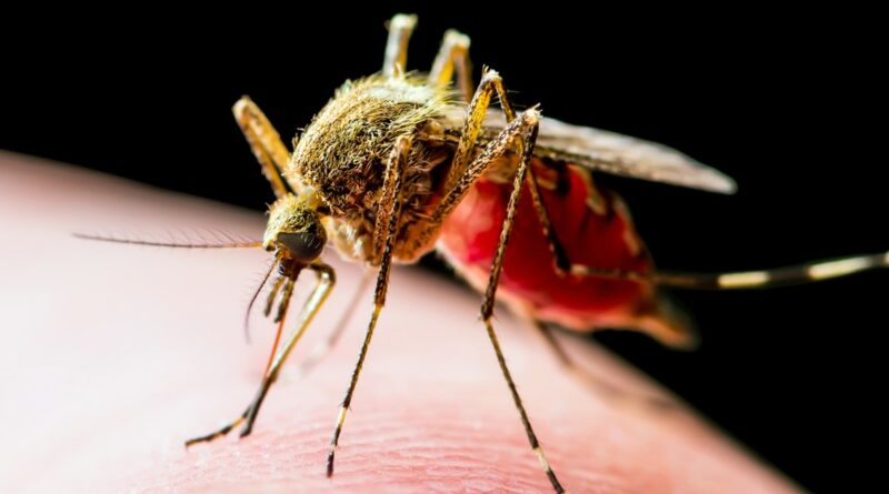 Health officials alarmed by unprecedented July spike in West Nile-infected mosquitoes in 2 major cities