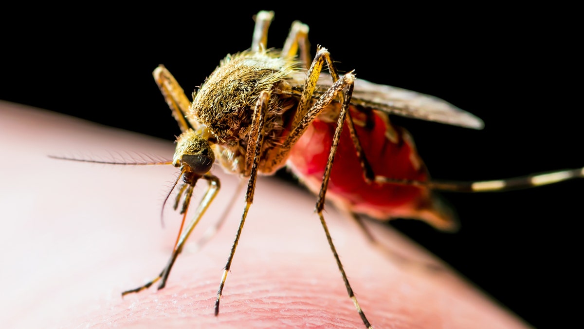 Health officials alarmed by unprecedented July spike in West Nile-infected mosquitoes in 2 major cities