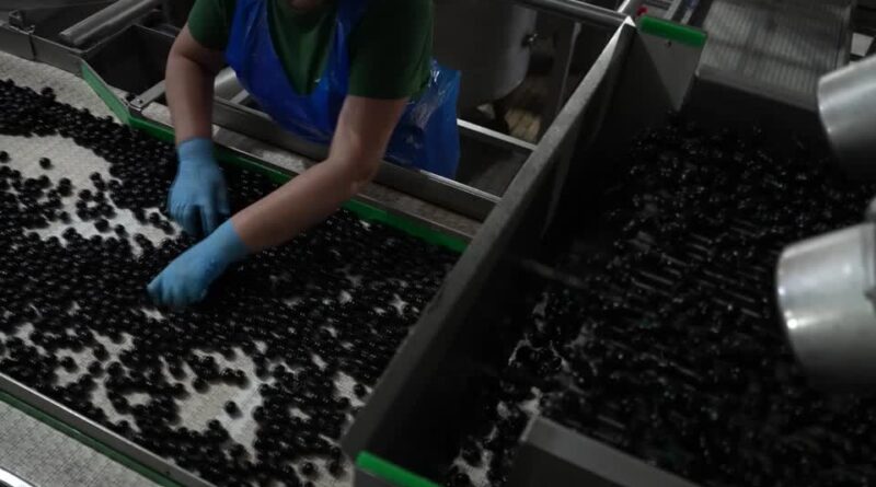 How Spanish olive exporters survived Trump tariffs since 2017
