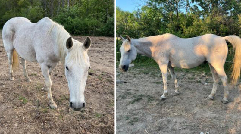 NY cops on hunt for stolen horse as they worry it might break its diet — with deadly consequences
