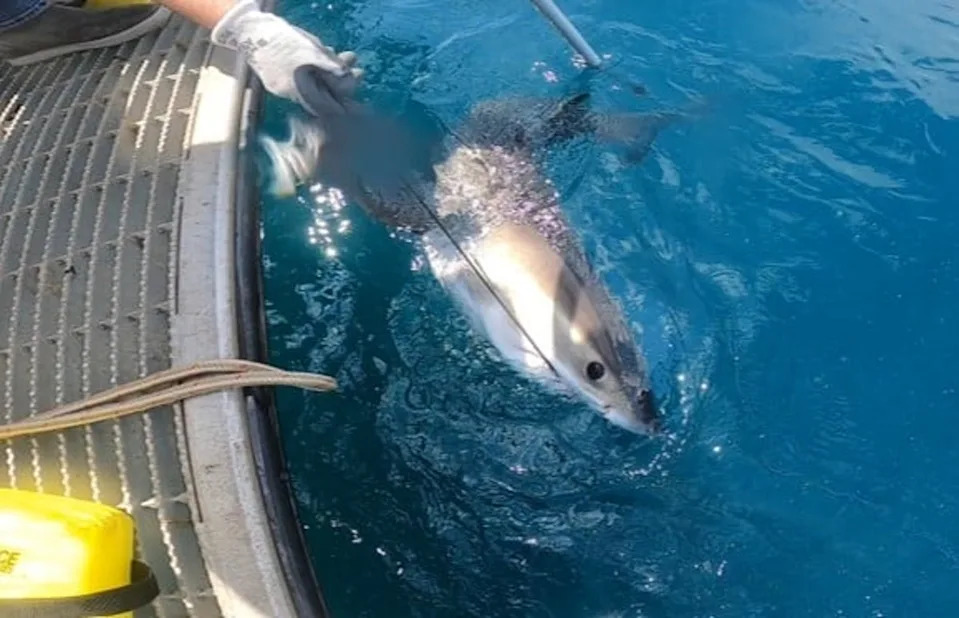 Sharknado? The next generation of hurricane forecasters could be sharks