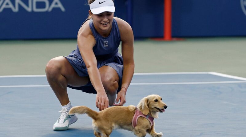 Tennis star Anna Kalinskaya’s dog rushes court after pro wins match