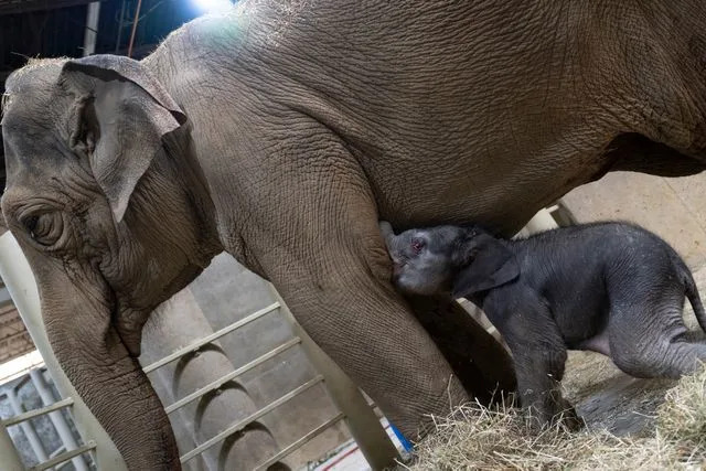 The Columbus Zoo and Aquarium Welcomes a Baby Asian Elephant — and Has Another on the Way This Fall